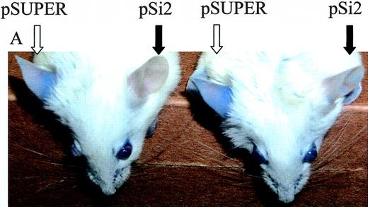Figure 6. Effect of local heparanase silencing on vascular leakage. Ears of 5 oxazolone-sensitized BALB/c mice were electroporated with either antiheparanase siRNA pSi2 (filled arrows) or empty pSUPER (empty arrows) vectors, 24 hours prior to induction of DTH reaction by application of oxazolone onto the ears of both sides. Evans blue dye was injected intravenously 16 hours later. Unlike the massive Evans blue extravasation observed in pSUPER-electroporated ears, pSi2 electroporation halted vascular leakage, as visualized by the near absence of extravasated Evans blue dye.