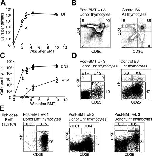 Figure 1. Thymic reconstitution occurs in the absence of canonical early T-lineage progenitors at early time points after BMT. (A) Reconstitution of donor-derived CD4+CD8+ DP thymocytes after BMT. BM cells (105 Ly5SJL) were transplanted into lethally irradiated (900 rads) B6 recipients. The absolute number of Ly5SJL-derived CD4+CD8+ DP thymocytes was assessed between 2 and 10 weeks after BMT. ▵ represent data from individual mice (3-8 mice/time point). The thin line is drawn between the mean value for each time point. (B) CD4/CD8 profile of donor-derived thymocytes at 3 weeks after BMT. The left contour plot is gated on donor-derived cells. The right contour plot shows the profile of a control B6 thymus. Numbers indicate the percentage of cells in each quadrant. (C) Emergence of Lin–CD25–c-Kit+ ETPs and Lin–c-Kit–CD25+ DN3 thymocytes after BMT. ▵ and ▴ represent individual data from the same mice as in panel A (▵, ETP; ▴, DN3). (D) Flow cytometric analysis of donor-derived Lin– thymocytes at 3 weeks after BMT, using 105 BM cells, in comparison with control B6 thymus. (E) Donor-derived Lin– thymocytes at 1, 2, or 3 weeks after BMT, using a high dose of BM cells (15 × 106). Numbers indicate the percentage of cells in the boxed regions.