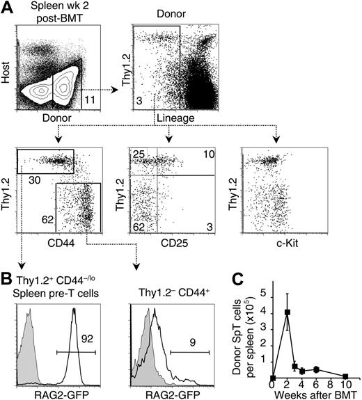 Figure 2. A transient wave of T-lineage progenitors is found in the spleen after BMT. (A) Characterization of donor-derived cells in the spleen at 2 weeks after BMT. A significant fraction of donor-derived Lin– cells expressed the T-lineage marker Thy1.2. Concomitant staining of donor-derived Lin– cells with Thy1.2/CD44, Thy1.2/CD25, and Thy1.2/c-Kit is shown. Lin–Thy1.2+CD44–/lo cells are referred to as spleen pre-T cells (SpT), as described.32 Data are representative of 5 experiments. (B) Expression of RAG as an indicator of lymphoid specification. B6.Ly5SJL recipient mice were given transplants of BM from rag2-GFP reporter mice.38 At 2 weeks, a high percentage of GFP+ cells was observed among SpT cells, whereas GFP expression in the Thy1.2–CD44+ population was much lower. Dashed lines are drawn between panels A and B to graphically depict the identity of the SpT and Thy1.2–CD44+ populations, although the data were generated in similar but separate experiments. Data are representative of 2 experiments. Open histograms indicate cells derived from a rag2-gfp donor; shaded histograms, cells derived from a nontransgenic littermate. (C) Absolute number of donor-derived SpT cells in the spleen at various time points after BMT. Data are shown as mean ± 2 SEM for 3 to 8 mice per time point.