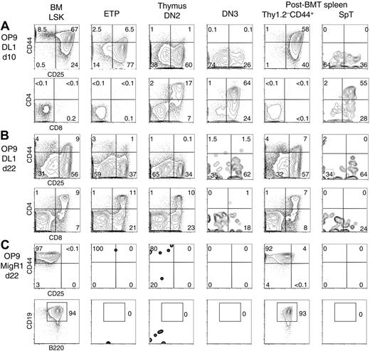 Figure 3. Lymphoid developmental potential of post-BMT T-lineage progenitor populations in OP9 and OP9-DL1 cultures. BM LSK cells, as well as thymic ETP, DN2, and DN3 cells, were compared witih post-BMT donor-derived Lin–Thy1.2–CD44+ and Lin–Thy1.2+CD44–/lo (SpT) cells, as defined in Figure 2. Sorted progenitor populations were cultured with OP9-MigR1 or OP9-DL1 BM stromal cell lines, as described.16 Flow cytometric analysis was performed at various time points after seeding. The data are shown after gating on CD45+GFP– live cells. Numbers indicate the percentage of cells in the boxed region. (A) CD44/CD25 and CD4/CD8α profile of the cells after 10 days of coculture on OP9-DL1 cells. (B) Similar analysis at day 22 of coculture. Differentiation of SpT cells paralleled DN3 thymocyte differentiation, peaking early at day 10 and then decreasing. The differentiation of Thy1.2–CD44+ cells was similar to BM LSK cells. (C) CD44/CD25 and CD19/B220 staining at day 22 of culture on OP9-MigR1 stromal cells. Both BM LSK and post-BMT Thy1.2–CD44+ cells gave rise to CD19+B220+ B cells, whereas other progenitors had no in vitro B-lineage potential.
