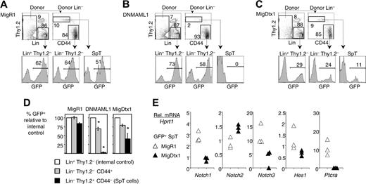 Figure 7. Extrathymic T-lineage progenitors are Notch dependent. B6 mice were reconstituted with Ly5SJL BM cells after transduction with a retrovirus expressing green fluorescent protein (GFP) (MigR1), the pan-Notch inhibitor DNMAML1, or the Notch modulator Deltex1 (MigDtx1). All retroviruses expressed a GFP tag. Spleen cells were analyzed 2 weeks after BMT. Data are representative of 2 experiments with at least 4 mice/group. (A) GFP expression after infusion of MigR1-transduced progenitors. Donor-derived Lin+ Thy1.2– cells were used as an internal control for the efficiency of retroviral transduction. The level of GFP expression was comparable in this population and in SpT and Thy1.2–CD44+ cells as defined in Figure 2. (B) GFP expression after infusion of DNMAML1-transduced progenitors was absent from the SpT population, indicating that its generation was Notch dependent. GFP expression was modestly reduced among Thy1.2–CD44+ cells. (C) GFP expression after infusion of Dtx1-transduced progenitors was reduced but not abolished in SpT and Thy1.2–CD44+ cells. (D) Graphical representation of the results shown in Figure 5B-C. The percentage of transduction in the Lin+Thy1.2– population (internal control) is normalized to 100%. The percentage of GFP+ cells in the SpT and Thy1.2–CD44+ populations is shown as a fraction of the internal control. Data are shown as mean ± SEM. * indicates a significant difference as compared with the internal control (P < .01, Student t test). (E) Relative expression of Notch1, Notch2, Notch3, Hes1, and Ptcra mRNA at day 14 after BMT in sorted MigR1 or MigDtx1-transduced SpT cells, showing that Dtx1 reduces the intensity of Notch signaling and decreases Notch1 but not Notch2 mRNA levels. Data are shown in arbitrary units after normalization for Hprt1 mRNA. Each triangle shows the mRNA level measured in triplicate in SpT cells from a pool of 2 recipient spleens (6 recipients in each group).