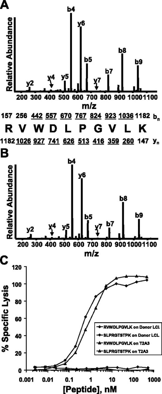 Figure 3. Identification of the antigenic peptide recognized by the CTL clone CTL-7A7. (A) CAD mass spectrum of candidate peptide (M+2H)2+ ion with monoisotopic m/z of 591.865 as eluted from HLA-A*0301-homozygous mHAg+ EBV-LCLs. (B) CAD mass spectrum of synthetic peptide RVWDLPGVLK. Mass spectra were recorded on a Finnigan LCQ ion trap MS operating with a 3.0 atomic mass unit isolation window and 35% collision energy. The b and y ions are labeled above and below the amino acid sequence, respectively. Ions observed in the spectrum are underlined. (C) CTL-7A7 mHAg epitope reconstitution with synthetic RVWDLPGVLK peptide. 51Cr-labeled donor EBV-LCLs or T2A3 target cells were pulsed for thirty minutes at 37°C with the indicated concentrations of synthetic peptides RVWDLPGVLK or SLPRGTSTPK, then tested for recognition by CTL-7A7 CTLs in a 4-hour 51Cr-release assay at an E/T ratio of 10:1. The control peptide SLPRGTSTPK corresponds to the HLA-A*0301-restricted epitope recognized by CTL clone DRN-7 (E.H.W., manuscript in preparation).