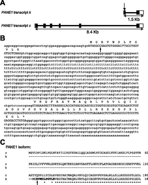 Figure 4. Genomic structure and gene/protein alignment of human PANE1 transcripts. (A) PANE1 transcripts k and c share a common last exon. The first exon of transcript k is unique from all other PANE1 transcripts, and the sequence encoding the CTL-7A7 mHAg RVWDLPGVLK is contained entirely within this first exon, as indicated by the vertical arrow. (B) PANE1 transcript k nucleotide sequence, and sequence of its predicted 58-amino acid isoform. The polymorphic nucleotide generating the CTL-7A7 mHAg is indicated by a vertical arrow. These sequence data are available from Entrez PubMed (http://www.ncbi.nlm.nih.gov/entrez) under accession number BQ056829. Italicized nucleotides represent additional 5′ and 3′ sequence determined by RACE PCR. (C) Comparison of the predicted protein sequences of PANE1 isoforms k and c. Asterisks indicate amino acid identity; bold type indicates CTL-7A7 epitope, with polymorphic residue indicated by an arrow.