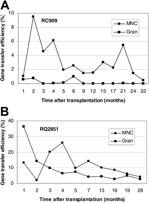 Figure 1. In vivo gene marking levels derived from retroviral transduction of AMD3100-mobilized CD34+ cells. Presence of vector in PBMCs and GRANs at various times (in months) after transplantation of retrovirally transduced AMD3100-mobilized CD34+ cells in rhesus macaques was detected by real-time PCR. Results are presented for animal RC909 (A) and RQ2851 (B). Gene marking levels were also determined in B and T cells 32 months (RC909; B cells, 0.2%; T cells, 0.5%) or 28 months (RQ2851; B cells, 1%; T cells, 4%) after transplantation.