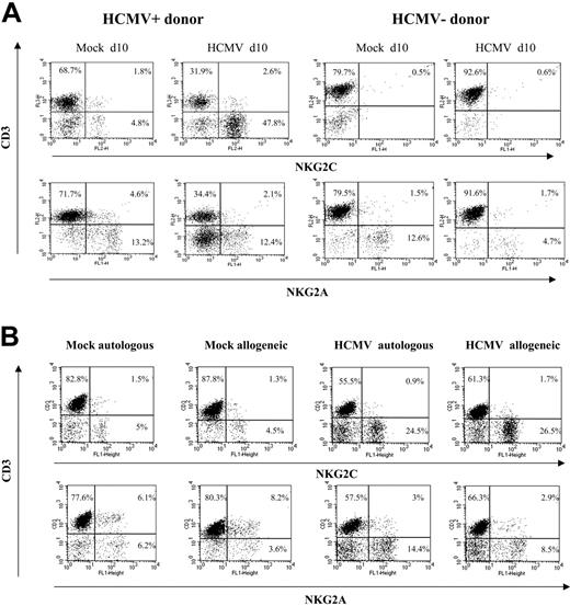Figure 2. Preferential expansion of CD94/NKG2C+ NK cells upon stimulation with HCMV-infected autologous or allogeneic fibroblasts. (A) PBLs from HCMV+ and HCMV- donors were cocultured with mock- and AD169-infected (MOI = 1) MRC-5 cells. Two-color analysis was carried out at day 10 with an anti-CD3 mAb combined to anti-NKG2C or -NKG2A mAbs. The results are representative of the patterns of response observed in 6 of 11 HCMV+ individuals, and in 4 HCMV- donors. (B) PBLs from an HCMV+ donor were cocultured with mock- and AD169-infected allogeneic (MRC-5) or autologous fibroblasts, and samples were analyzed at day 10, as described in panel A. Similar results were obtained in 6 different experiments with PBLs from 2 different individuals.