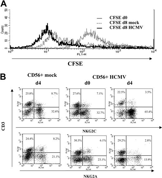 Figure 5. IL-15 promotes the preferential expansion of NKG2C+ cells in CD56+ populations stimulated with HCMV-infected cells. CD56+ populations sorted from PBLs of HCMV+ donors were cultured with mock- or HCMV (AD169)-infected MRC-5 cells, infected 24 hours before, in the presence of IL-2 (10 U/mL). (A) Proliferation of CFSE-labeled CD56+ cells cultured for 8 days with mock- or HCMV-infected cells supplemented with IL-15 at day 4. (B) Distribution of NKG2A+ and NKG2C+ subsets in CD56+ lymphocytes cocultured for 8 days with mock- or HCMV-infected cells in the presence of IL-15, added at days 1 or 4. The data are representative of 6 experiments performed.