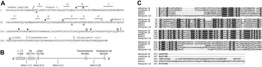 Figure 1. Molecular features of Siglec-H. (A) Predicted protein sequence of Siglec-H. Asterisks indicate positions of the 3 cysteine residues in domain 1 that are characteristic of siglecs. Open circles underlie residues in Siglec-H that are predicted to be important for sialic acid binding, including the critical arginine on the F β-strand.22 Potential N-linked glycosylation sites are shown by open boxes. The β-strands (A, A′, B, and C etc) shown in domain 1 are predicted by alignment with hSiglec-7.23 The slanted line indicates the predicted leader peptide cleavage site and the vertical lines show positions of intron-exon boundaries deduced from comparisons of the cDNA and gDNA sequences. Domains 1 and 2, the linker, the transmembrane region, and cytoplasmic tail are indicated. (B) Genomic organization of Siglec-h. Exons are shown as filled bars and introns as lines. L indicates leader peptide; V, domain 1 (V-set immunoglobulin-like); and C2, domain 2 (C2-set immunoglobulin-like). Numbers underlie nucleotide residues in cDNA, beginning at the start codon. Numbers in brackets indicate intron phases. (C) Alignment of the mouse Siglec-H with the closest matching rat, mouse, and human siglecs and a human siglec-like sequence. Identical residues are boxed in black and similar residues in gray. Accession numbers are as follows: mSiglec-H, AAZ81614; rSiglec-H, XP_341867; mCD33, AAB30843; hCD33, AAA51948; and hSiglec-L2, XP_290822.