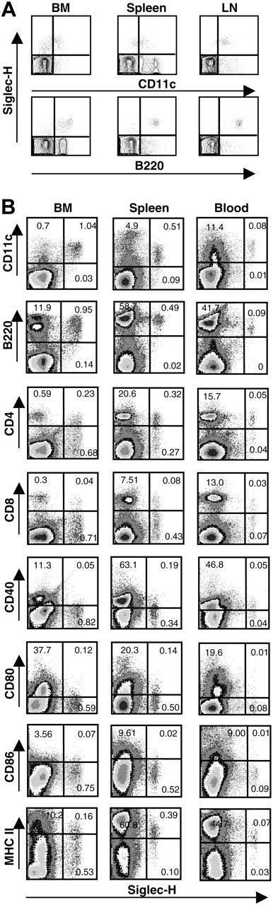 Figure 2. Siglec-H is expressed specifically on pDC precursors in FACS analyses. (A) Single-cell suspensions of bone marrow (BM), spleen, and lymph node (LN) from μH gene-deficient mice were stained sequentially with MB15, biotinylated mouse anti-rat IgG2a, and streptavidin-PE. Cells were counterstained with CD11c-FITC and B220-APC. About 50 000 events were acquired for each sample. (B) Single-cell suspensions from bone marrow (BM), spleen, and blood were stained with FITC-labeled sheep anti–Siglec-H pAb in combination with the indicated mAbs. The percentages of cells relative to total live cells are shown in the quadrants. About 200 000 events were acquired for each sample.