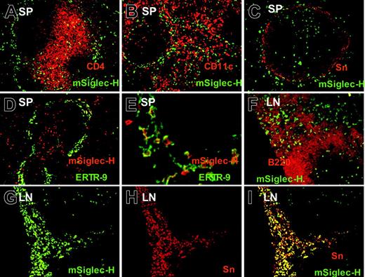 Figure 3. Siglec-H is expressed on pDC precursor and macrophage subsets in spleen and lymph nodes. (A-C) Spleen cryostat sections were stained with MB15 (rat anti–Siglec-H) mAb followed by goat anti–rat-FITC. Sections were counter-stained with CD4 (A), CD11c (B), or sialoadhesin (Sn), (C). Siglec-H+ cells are codistributed with T cells (A) and CD11c+ DCs (B), and some larger Siglec-H+ cells are present within the marginal zone, adjacent to Sn+ metallophilic macrophages (C). (D-E). Spleen sections were stained with biotinylated sheep anti–Siglec-H pAb and ER-TR9 mAb (rat anti–SIGN-R1) followed by streptavidin–Texas red and rabbit anti–rat immunoglobulin-FITC; panel D is low-power view, while panel E is higher-power view. In the marginal zone, there are large macrophages double labeled for both Siglec-H and SIGN-R1, as well as smaller pDC precursors that are only labeled with Siglec-H (E arrows). (F-I) Mesenteric lymph node (LN) sections were stained with sheep anti–Siglec-H–FITC and either counterstained with B220 (F) or anti-Sn (G-I). In panel F, small Siglec-H+ pDC precursors are labeled (arrowheads), whereas in the medullary cord (MC), larger Siglec-H+ cells can be seen adjacent to B220+ B cells. Siglec-H+ pDC precursors are also present in a T-cell zone (arrowheads). In panels G-I, many Siglec-H+ macrophages are present in the medullary cords (MCs) that colocalize with Sn (I). Siglec-H+ pDC precursor can also be seen in a T-cell zone(T). Magnification: 100× (A-D, F-I); 400× (E).