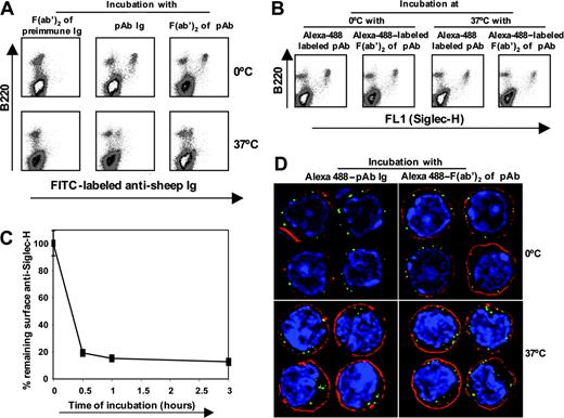 Figure 5. pDC precursors can mediate efficient internalization of anti–Siglec-H Abs. (A) Bone marrow cells enriched in pDC precursors were incubated with sheep anti–Siglec-H IgG or F(ab′)2 fragments or preimmune F(ab′)2 fragments for 1 hour on ice and then either incubated on ice or at 37°C for 3 hours. At the end of the incubation period, the remaining surface anti–Siglec-H IgG or F(ab′)2 was detected using donkey anti–sheep IgG-FITC. (B) To determine whether anti–Siglec-H IgG or F(ab′)2 was internalized or shed at 37°C, we treated bone marrow cells enriched in pDC precursors as in panel A, using Alexa 488–labeled sheep anti–Siglec-H IgG or F(ab′)2 fragments and total cell-associated Ab (surface + internalized) was measured after 3 hours at either 0°C or 37°C. (C) Time course of internalization. Bone marrow cells were incubated with biotinylated sheep anti–Siglec-H IgG for 1 hour on ice and then incubated either on ice for 3 hours or at 37°C for the indicated time points. After 3 hours, percent remaining surface anti–Siglec-H was measured using streptavidin-APC. Data show means ± 1 SD of triplicate measurements and are representative of 3 experiments performed. (D) Bone marrow cells enriched in pDC precursors were labeled with Alexa 488-labeled sheep anti–Siglec-H IgG or F(ab′)2 fragments treated as in panel B, counterstained with the plasma membrane marker cholera toxin subunit B-Alexa 594 (red) and the DNA marker DAPI (blue). Cells were examined on a DeltaVision deconvolution fluorescence microscope and images from the central z-section of representative cells are shown. Magnification: 1000×.