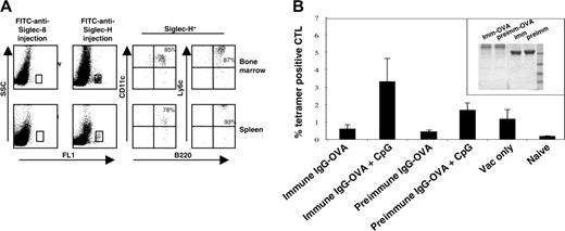 Figure 6. Targeting of anti–Siglec-H Ab to pDC precursors in vivo and priming of OVA-specific CTLs by sheep anti–Siglec-H–OVA immunoconjugate. (A) Mice were given intravenous injections of either sheep anti–Siglec-H IgG-FITC or, as a control, sheep anti–hSiglec-8 IgG-FITC. After 3 hours, bone marrow cells (top dot plots) and spleen cells (bottom dot plots) were isolated and labeled with anti-B220, anti-CD11c, and anti-Ly6C. The FITC-labeled cells were gated (boxes, left dot plots) and analyzed for expression of pDC markers B220, CD11c, and Ly6c. The percentage values are shown for each marker. (B) Anti–Siglec-H-OVA complex primes OVA-specific CD8+ T cells in vivo. C57BL/6 mice (n = 5) were primed by intravenous injection of anti–Siglec-H–OVA complexes or irrelevant complexes, in the presence or absence of CpG, and boosted after 7 days with vaccinia virus encoding full-length ovalbumin. CTL responses were assessed in the blood by FACS analysis using SIINFEKL-H2Kb tetramers 7 days after boosting. Mean proportions of tetramer-positive cells as a percentage of CD8 cells (± SEM) for each group are shown. The inset shows SDS-PAGE of sheep anti–Siglec-H IgG-OVA (imm-OVA) and preimmune IgG-OVA (preimm-OVA), together with the corresponding unconjugated IgGs (imm and preimm) run under nonreducing conditions. Molecular weight markers in kilodaltons are shown.
