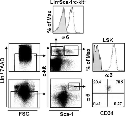 Figure 1. Integrin α6 is expressed in mouse BM HSCs. BM cells were stained and gated for Lin– and 7AAD– cells (left panels). Lin–/7AAD– cells were gated for Sca-1– C-Kit+ clonogenic progenitors and the more primitive Sca-1+ C-Kit+ (LSK) cells; 93% and 99% of the cells expressed integrin α6 receptor (α6), respectively. The top and middle right panels show staining with the integrin α6 antibody (open histograms) and isotype control antibody (gray histograms). The bottom right panel shows expression of integrin α6 receptor in LSKCD34– and LSKCD34+ cells. The vertical and horizontal bars were set on the basis of isotype-matched negative control profiles (> 99% negative). Shown is one representative analysis of 2.