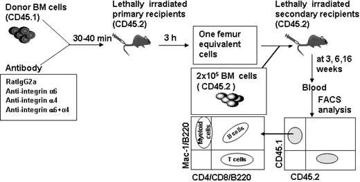 Figure 4. Competitive repopulation analysis to assess HSC homing. BM cells from CD45.1 mice were incubated with rat IgG2a antibody or antibodies against integrin α4, α6, or both α4 and α6, and were injected into lethally irradiated CD45.2 mice. BM cells were harvested 3 hours after injection and cells from one femur were injected together with CD45.2 competitor BM cells into lethally irradiated CD45.2 secondary recipient mice. Blood was harvested at 3, 6, and 16 weeks after transplantation and CD45.1+ and CD45.2+ cells as well as B-cell (B220), T-cell (CD4/CD8), and myeloid cell (Mac-1) reconstitution of CD 45.1 cells were analyzed by flow cytometry.
