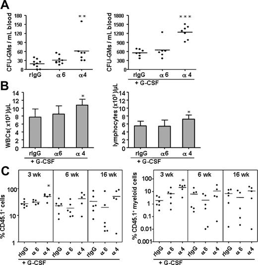 Figure 7. The anti–integrin α6 antibody, in contrast to anti–integrin α4 antibody, does not mobilize progenitors or augment HSC or progenitor mobilization by G-CSF. CFU-GMs in blood were analyzed after injection of the anti–integrin α6 (α6), anti–integrin α4 (α4) antibody, and control rat IgG2a antibody (rIgG) without (A; left panel) or with simultaneous mobilization G-CSF (A; right panel). (B) Anti–integrin α4 but not anti–integrin α6 antibody enhanced G-CSF–stimulated mobilization of white blood cells (WBCs) and lymphocytes. (C) A synergistic effect of the anti–integrin α4 but not anti–integrin α6 antibody on mobilization by G-CSF of short-term HSCs analyzed by competitive repopulation assay. Reconstitution from CD45.1 mobilized blood cells expressed as percent of total nucleated cells; myeloid cell reconstitution from CD45.1 mobilized blood cells, as percent of total nucleated cells. *P < .05; ** P < .01; ***P < .001.