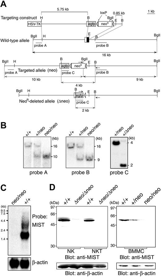 Figure 1. Generation of MIST-deficient mice. (A) Genetic modification of the MIST locus. Configuration of the wild-type MIST locus, the targeting vector, the MIST locus (MISTneo) after homologous recombination of the targeting vector, and MIST locus (MISTΔneo) following Cre recombinase-mediated deletion of the loxP-flanked neomycin-resistant cassette. MIST exon 2 (white rectangle for the 5′-noncoding region and black rectangle for the coding region containing the initiation ATG), lengths of diagnostic restriction, probes A, B, and C (underlined), and PCR primers (horizontal arrows) used for genotyping are shown. B indicates BamHI; BgII, BglII; E, EcoRI; H, HindIII. (B) Southern blot analysis of genomic DNA from wild-type and MIST-deficient mice. When hybridized with probe A (left panel) or probe B (middle panel), DNA from wild-type mice shows the expected 16-kb band, while DNA from MIST+/neo and MISTneo/neo mice contains the 10-kb band for probe A or 9-kb band for probe B, indicative of homologous integration into the MIST locus. Hybridization of EcoRI-digested DNA with probe C confirms deletion of the loxP-flanked neo gene from the mutant allele in MIST+/Δneo mice (2-kb band in right panel). (C) Northern blot analysis of MIST mRNA expression. Total RNA obtained from bone marrow-derived mast cells of wild-type and MIST-deficient mice was hybridized with a full-length mouse MIST cDNA probe. Stripping and reprobing of the filter with a β-actin probe shows equal RNA loading. (D) Western blot analysis to confirm loss of MIST expression in null homozygous littermates. Whole-cell lysates from spleen NK and NKT cells (left panel) and mast cells (right panel) were blotted with an anti-MIST antibody. Stripping and reprobing of the filter with an anti-β-actin antibody shows equal protein loading.