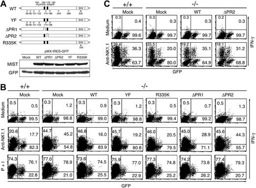 Figure 4. The C-terminal proline-rich domain of MIST is required for its negative function in NK1.1-induced IFN-γ production by NK cells. (A) Schematic representation of MIST mutants and their protein expression. DT40-ETR cells were infected with pMX-IRES-GFP retrovirus vectors encoding wild-type (WT) and MIST mutants. Cell lysates from GFP-positive cells were immunoblotted with anti-MIST and anti-GFP antibodies. (B-C) IFN-γ production by MIST-deficient NK cells (B) and CD4+ NKT cells (C) reconstituted with various MIST mutants. Results for mock-infected wild-type (+/+) NK cells are shown in the first panels for comparison. The numbers are the percentages of IFN-γ-producing and nonproducing cells in the GFP-positive population. The percentages of IFN-γ-producing cells in the noninfected cell population are also shown in the top left quadrant. Representative data from 2 independent experiments are shown.
