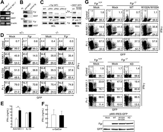 Figure 5. Interaction of MIST with Fgr is essential for the attenuation of NK-cell receptor-mediated activation. (A) Expression of Fgr mRNA in NK but not NKT cells. The cDNAs were synthesized from total RNA obtained from IL-2-expanded FACS-sorted spleen NK (NK1.1+TCRαβ-) and NKT (NK1.1+CD4+) cells. PCR was carried out for Fgr, MIST, and β-actin mRNA using the specific primer pairs described in “Materials and methods.” (B) Constitutive association of MIST with Fgr in NK cells. Cell lysates from wild-type NK cells were immunoprecipitated (IP) with anti-MIST or control antibody and immunoblotted with anti-Fgr or anti-MIST antibody. Whole-cell lysates (WCL) were also blotted with the same antibodies. (C) Association of Fgr with the C-terminal proline-rich region of MIST. COS-7 cells were transfected with expression plasmids encoding Fgr (left) in combination with that encoding T7 epitope-tagged wild-type (WT) or mutant forms of MIST lacking either single proline-rich domains (ΔPR1 and ΔPR2) or both (ΔPR1/2) or transfected with MIST plasmid (right) in combination with Fgr (WT) or the nonfunctional SH3 domain mutant (W102A/W103A). Cell lysates were immunoprecipitated with anti-T7 antibody and then blotted with anti-Fgr or anti-MIST antibody. WCLs were also blotted with anti-Fgr antibody, which showed equal expression levels of Fgr protein. (D) Ectopic expression of Fgr attenuated NK1.1-mediated IFN-γ production in MIST-sufficient but not in MIST-deficient NKT cells. IL-2-expanded NKT (NK1.1+CD4+) cells were transduced with a bicistronic retrovirus expressing Fgr with EGFP, stimulated either with anti-NK1.1, anti-CD3, or PMA plus ionomycin (P+I), and analyzed for intracellular IFN-γ. The numbers represent percentages of IFN-γ-producing and nonproducing cells in GFP-positive populations. The percentages of IFN-γ-producing cells in the noninfected cell population are also shown in the top left quadrant. Representative data from 3 independent experiments are shown. (E) IFN-γ release from wild-type (□) and Fgr-deficient NK cells (▪) stimulated with the anti-NK1.1 antibody or IL-12. *P < .05. (F) α-GalCer-induced IFN-γ release from freshly isolated spleen cells from Fgr-deficient (▪) and wild-type mice (□). (G) IFN-γ production by Fgr-deficient NK cells reconstituted with wild-type Fgr, its nonfunctional SH3 domain, or kinase-inactive (KD) mutants. The percentages of IFN-γ-producing and nonproducing cells in the GFP-positive- and -negative populations are shown as in Figure 6D. Data are representative of 2 independent experiments. The retrovirus-mediated expression of wild-type and mutant forms of Fgr protein was confirmed by Western blotting as described in Figure 4A.