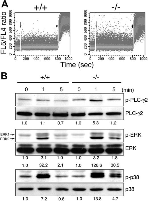 Figure 6. Enhanced NKR-P1C-induced signaling in MIST-deficient NK cells. (A) NKR-P1C-induced intracellular calcium flux in MIST-deficient NK cells. Wild-type (+/+) and MIST-deficient (-/-) NK cells loaded with Indo 1-AM were stimulated with anti-NK1.1 antibody. The ratio of fluorescence detected in FL5-FL4 was monitored by flow cytometry. Acquisition was interrupted once to add cross-linking goat F(ab′)2 antibody (arrows) and again to add 1 μg/mL ioomycin (arrowheads). (B) Enhanced phosphorylation of PLCγ2, ERK, and p38 MAP kinases in MIST-deficient NK cells upon NKR-P1C stimulation. Cell lysates from wild-type (+/+) and MIST-deficient (-/-) NK cells stimulated with anti-NK1.1 antibody were immunoblotted with the indicated antibodies. Figures give induction levels over zero time points, determined by densitometry after normalizing for loading.
