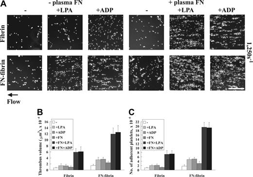 Figure 3. Effects of LPA or ADP on platelet thrombus formation under shear conditions. A suspension of platelets and red blood cells in the presence or absence of 100 nM plasma fibronectin (FN) or 5 μM LPA or ADP was perfused through a flow chamber opposed to a coverslip or culture dish coated with fibrin or fibronectin-fibrin for 5 minutes at a shear rate of 1250 s–1. (A) Coverslips were taken out of the chamber, and microscopy was performed as described in Figure 1. Bar = 100 μm. (B-C) Thrombus volumes and platelet numbers were measured as described in Table 1. Values represent the mean ± SD (n = 3 experiments).
