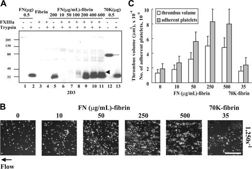 Figure 5. Effect of amounts of fibronectin cross-linked to fibrin on platelet thrombus formation under shear conditions. (A) Fibrin clots incubated with different concentrations of fibronectin (FN) in the presence or absence of FXIIIa were digested with trypsin. The solubilized clots were electrophoresed under reduced conditions and immunoblotted with the 2D3, a monoclonal antibody against an epitope within the N-terminal 27-kDa tryptic fragment of fibronectin. Lane 1, 0.5 μg fibronectin; lane 2, 0.5 μg trypsin-digested fibronectin; lane 3, cross-linked fibrin lacking fibronectin; lane 4, trypsin-digested cross-linked fibrin lacking fibronectin; lane 5, trypsin digest of fibrin formed in the presence of fibronectin, 200 μg/mL, and absence of FXIIIa; lanes 6-11, trypsin digests of fibrin formed in the presence of fibronectin, 10, 50, 100, 200, 400, or 600 μg/mL, and FXIIIa, 5 μg/mL; lane 12, 0.5 μg 70K fragment; and lane 13, 0.5 μg trypsin-digested 70K fragment. Arrowhead indicates a 37-kDa band immunoblotted only in trypsin digests of fibrin cross-linked to fibronectin. The 27- and 37-kDa bands were not detected by nonimmune mouse IgG (not shown). (B) Fibronectin, 0 to 500 μg/mL, or 70K fragment, 35 μg/mL, was added to the mixture of human fibrinogen, 500 μg/mL; FXIII, 5 μg/mL; 2 mM CaCl2. The clot was formed by addition of thrombin, 1 U/mL, and after overnight incubation at 4°C, the bulk fibrin clots was removed. A suspension of platelets and red blood cells was perfused through a flow chamber opposed to a coverslip or culture dish coated with fibrin or fibrin cross-linked to different amounts of fibronectin or 70K fragment for 5 minutes at a shear rate of 1250 s–1. Platelet thrombus was visualized with rhodamine-phalloidin as described in Table 1. Bar = 100 μm. (C) Thrombus volumes and platelet numbers were measured as described in Table 1. Numbers on x-axis represent the concentration (μg/mL) of fibronectin or 70K fragment present during formation of a fibrin matrix. Values represent the mean ± SD (n = 3 experiments).