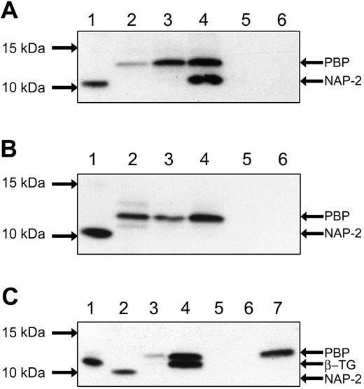 Figure 3. Western blot of CXCL7 peptides. (A) Western analyses of culture media from CD14+ and HS27a cells. Culture media were collected, and Western analyses were performed for CXCL7 peptides. Lanes 1 and 2 represent positive controls NAP-2 and PBP, respectively. Culture conditions for the other lanes are as follows: CD14+ cells cocultured with HS27a cells for 3 days (lane 3), CD14+ cells cocultured with HS27a cells for 6 days (lane 4), CD14+ cells cultured alone for 6 days (lane 5), and HS27a cells cultured alone for 6 days (lane 6). At day 3, the CXCL7 peptides secreted are of comparable size to PBP, whereas by day 6, two distinct peptides are detected, PBP and NAP-2. (B) Western analyses of CD14+ coculture with HS5 cells. As in panel 3A, lanes 1 and 2 show NAP-2 and PBP. Culture conditions for the rest of the lanes are as follows: CD14+ cells cocultured with HS5 cells for 3 days (lane 3); CD14+ cells cocultured with HS5 cells for 6 days (lane 4); CD14+ cells cultured alone for 6 days (lane 5); and HS5 cells cultured alone for 6 days (lane 6). Here, only the PBP peptide is detected at days 3 and 6 of coculture. (C) CXCL7 peptides secreted by PBMCs in response to LPS stimulation. PBMCs were stimulated by 1 μg/mL LPS for 24 hours. Positive controls are β-TG, recombinant NAP-2, and recombinant PBP (lanes 1, 2, and 7). Conditions for the rest of the lanes are as follows: media from PBMCs cultured with LPS (lane 3), cell extract from PBMCs with LPS (lane 4), media and cell extract from PBMCs cultured without LPS (lanes 5 and 6). PBP is detectable in the culture media stimulated by LPS; both PBP and β-TG are detectable in the cellular extract. No CXCL7 peptides are seen when no LPS is added.