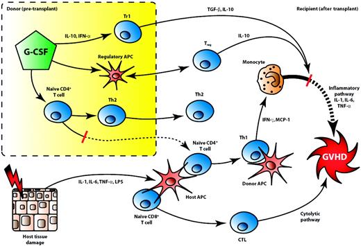 Figure 1. Stem cell mobilization with G-CSF attenuates acute GVHD through effects on T cells and APCs. After SCT, tissue injury and local inflammation (including IL-1, IL-6, and TNF-α release) are initiated by the conditioning regimen and promote the activation of host APCs. The interaction between activated host APCs (displaying disparate histocompatibility antigens) and naive donor CD4+ and CD8+ T cells preferentially drives type 1 differentiation, generating large amounts of IFN-γ that primes mononuclear phagocytes of donor and host origin. Donor CD4+ T cell responses are subsequently perpetuated by donor APCs presenting host antigens. After activation by LPS and other gut-derived immunostimulants, monocytes primed by TH1 cytokines secrete cytopathic quantities of proinflammatory cytokines (TNF-α, IL-1) and mediate tissue injury in the inflammatory effector pathway of GVHD. Concurrently, effector donor CD8+ T cells are expanded, gain cytolytic function, and mediate target tissue GVHD through their cellular cytolytic machinery (eg, perforin, granzyme, TRAIL) in the cytolytic effector pathway. This leads to the “cytokine storm” characteristic of acute GVHD, whereby target tissues are damaged in MHC-independent and -dependent fashion. After G-CSF mobilization of stem cell donors, however, 3 key immunomodulatory effects before transplantation lead to the attenuation of GVHD. First, donor T cells up-regulate GATA-3 expression and are biased toward TH2 differentiation, limiting TH1-dependent monocyte activation after SCT. Second, G-CSF induces the generation of Tr1 regulatory cells (distinct from classical CD4+CD25+ Treg) through IL-10 production. Third, G-CSF expands regulatory APCs within the donor (immature myeloid precursors and plasmacytoid DCs) which, after transplantation, promote the generation of classical CD4+CD25+ IL-10–producing Tregs. The generation of IL-10 and TGF-β from Tr1 and Treg serve to further inhibit the inflammatory effector phase of GVHD, limiting target tissue damage.