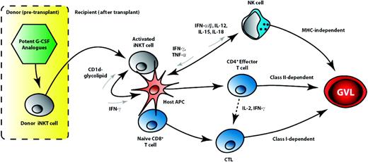 Figure 2. Stem cell mobilization with potent G-CSF analogs activates iNKT cells with subsequent promotion of donor CTL function and GVL effects. After stem cell mobilization with potent G-CSF analogs, donor iNKT cells are expanded and functionally activated. These iNKT cells interact with residual host APCs and may be activated directly through CD1d-presented glycolipid or indirectly through cytokines (including IL-12 and IL-18). After activation, iNKT cells secrete large amounts of cytokine, including IFN-γ, which further primes host APCs and activates cellular effectors of the innate (NK cell) and adaptive (CD4+ and CD8+ T cell) immune systems. NK cells are activated by host APCs through activating receptor interactions (including NKG2D-NKG2Dl and CD70-CD27) and cytokines (including IFN-α/β, IL-12, IL-15, and IL-18). NK cells reciprocally enhance APC activation through the secretion of IFN-γ and TNF-α and directly mediate MHC-independent GVL through interactions with activating ligands, KIR mismatch, or the recognition of leukemic targets lacking MHC class 1. Donor CD4+ T cells, activated by host hemopoietic or leukemia-specific antigens presented by host (or donor) APCs, mediate GVL effects against MHC class 2+ leukemic targets expressing the relevant antigens. Donor CD8+ T cells activated by a similar range of antigens, presented by host APCs only, mediate GVL against leukemic targets expressing the relevant antigens within MHC class 1.