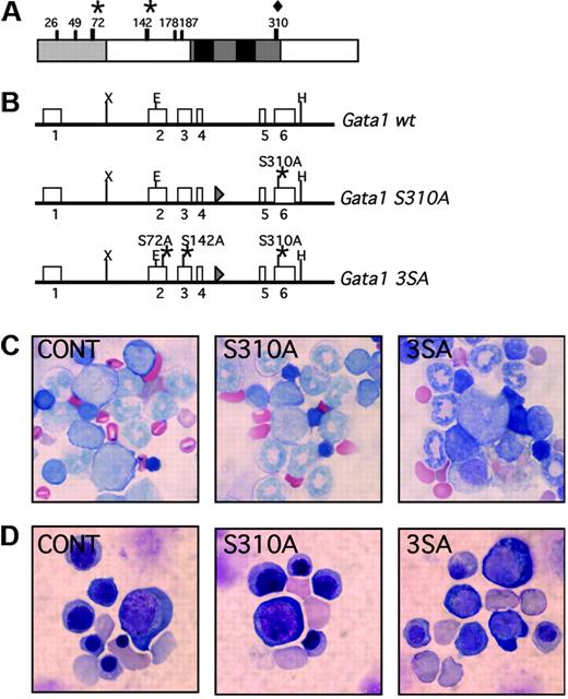 Figure 1. Generation of the Gata1S310A and Gata13SA knock-in mice. (A) Schematic representation of the mouse Gata1 protein. The N-terminal activation domain, amino acids 1-83, is shaded in gray and the highly conserved zinc fingers and surrounding domains are drawn in black. The serine residues that are phosphorylated in MEL cells are indicated. Serine 310 (diamond) was targeted alone or together with serines 42 and 172 (asterisks). (B) The Gata1S310A and Gata13SA knock-in alleles generated by homologous recombination. Point mutations were introduced that changed the serine to alanine at residue 310 (Gata1S310A) or residues 72, 142, and 310 (Gata13SA) to abolish phosphorylation at these sites. (C,D) Erythropoiesis is preserved in Gata1S310A and Gata13SA mice. Cells at various stages of erythropoiesis were seen in fetal livers at 14.5 dpc (C) and in the bone marrow of adult mice (D) harboring Gata1S310A and Gata13SA mutations. Original magnification ×1000.