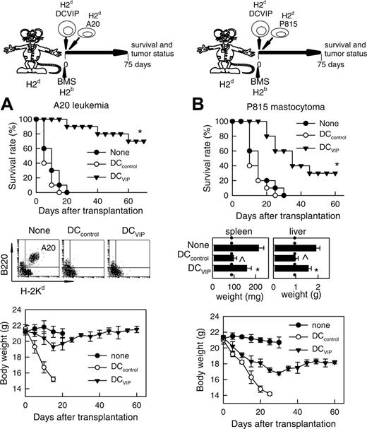 Figure 4. GVT response is maintained in the presence of DCVIPs. GVHD was induced in recipient Balb/c (H-2d) mice by allogeneic transplantation of BMS from B6 (H-2b) mice. GVT effect was induced by injecting A20 leukemic (H-2d) cells (A) or P815 mastocytoma (H-2d) cells (B) into recipient mice at time of BMS transplantation. Recipients were treated with DCcontrols (○) or DCVIPs (▾) obtained from Balb/c (H-2d) mice at time of transplantation. Mice given injections of A20 or P815 cells alone were used as controls (none, •). Recipients were monitored for survival and body weight. Liver and spleen weights were determined from representative recipients at time of death or 60 days after transplantation (dotted vertical lines correspond to spleen and liver weights of normal Balb/c mice). Leukemia growth/elimination was assessed by the presence of A20 cells in blood detected by coexpression of B220 and H-2Kd and by size (5-10 mice/group). *P < .01 versus untreated recipients. P < .01 versus DCVIPs group.