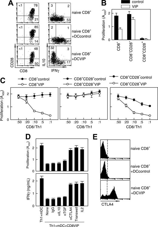 Figure 5. DCVIP generate human CD8 Treg. (A) Human naive CD8+ T cells (5 × 106) were cultured with allogeneic DCcontrols or DCVIPs (5 × 105 cells). After 5 days, CD8 T cells were isolated from the cocultures and assayed for phenotype (left panel) and cytokine profile (right panel) by flow cytometry. Human naive CD8+ T cells were used as controls. Numbers represent the percentage of positive cells in each quadrant. Cytokine levels in cultured supernatants (determined by ELISA) were consistent with the intracellular staining (not shown). Results are representative of 4 experiments with similar findings. (B) Total CD8+, CD8+CD28+, or CD8+CD28- T cells were isolated from the coculture of human naive CD8+ T cells (5 × 106) with allogeneic DCcontrols or DCVIPs (5 × 105 cells) for 5 days and were cultured with human allogeneic mDCs (104). Proliferation of CD8 T cells was determined. CD8 T cells without allogeneic mDCs did not proliferate. Each result is the mean ± SD of 3 experiments performed in duplicate. (C) Total CD8+, CD8+CD28+, or CD8+CD28- were isolated from the coculture of human naive CD8+ T cells (5 × 106) with allogeneic DCcontrols or DCVIPs (5 × 105 cells) for 5 days and were cocultured at different ratios with human syngeneic TH1 cells (105) in the presence of allogeneic mDCs (104). (D) Human TH1 cells were cultured with allogeneic mDCs (104) and CD8+ T cells (CD8VIP, 2 × 104) isolated from cocultures with DCVIPs, in the presence or absence of blocking anti-IL-10, anti-TGFβ, anti-CTLA-4, or IL-2. Isotype IgG was used as control. Additionally, TH1 + mDCs were separated from CD8VIP + mDCs in a Transwell system. The proliferative response of TH1 cells and the production of IFNγ were determined after 4 days of culture. mDCs alone did not proliferate. Each result is the mean ± SD of 3 experiments performed in duplicate. (E) CTLA-4 expression of naive CD8 T cells or CD8 T cells isolated from cocultures of human naive CD8 T cells and allogeneic DCcontrols or DCVIPs was determined by flow cytometry. Dashed lines correspond to isotype IgG controls. Results are representative of 4 independent experiments.