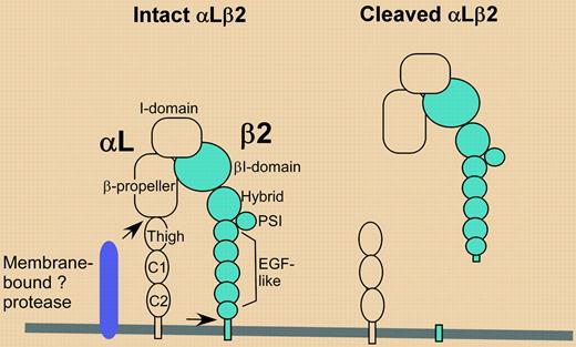 In cantharidin blister fluid, αLβ2 is cleaved at 2 (or more) sites (arrows) by one or more proteases present on the surface of neutrophils and monocytes. A functionally active heterodimeric fragment is released, leaving behind a C-terminal αL stump. A C-terminal piece of β2 also might be left behind, but this was not detected.