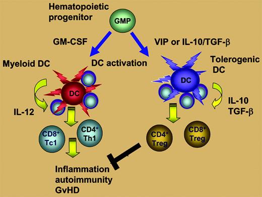 Granulocyte-monocyte progenitors (GMPs) differentiate into myeloid DCs in the presence of GM-CSF or differentiate into regulatory DCs in the presence of VIP or the combination of IL-10 and TGF-β. CD4+ and CD8+ Treg cells with regulatory DCs inhibit the inflammation, autoimmunity, and GVHD that result from T cells stimulated by myeloid DCs.