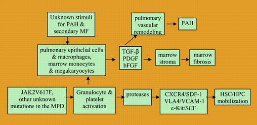 A proposed schema of common pathobiological events leading to bone marrow fibrosis and pulmonary vascular remodeling in such diseases as pulmonary arterial hypertension, secondary myelofibrosis, and chronic myeloproliferative disorders.