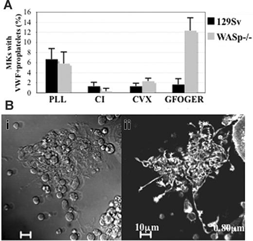 Figure 3. WASp is involved in inhibition of proplatelet formation induced by α2 integrin ligation. (A) The Lin- bone marrow cells harvested from wild-type 129Sv mice or WASp-deficient mice, grown for 72 hours in the presence of TPO were plated onto PLL-, CI-, CVX-, or GFOGER-coated coverslips for 2 hours. Adherent cells were fixed, permeabilized, and stained with anti-VWF and TRITC-phalloidin, and the percentage of MKs displaying VWF+ proplatelets was evaluated by counting at least 300 MKs showing VWF+ staining in each experiment. The graph represents the mean ± SD of the percentage of MKs showing VWF+ proplatelets in the indicated substrates in 3 independent experiments. (B) Phase-contrast (i) and diffuse F-actin staining (ii) images illustrate proplatelet formation in WASp-deficient MKs adherent to GFOGER peptide, the high-affinity substrate of α2 integrin. Bar, 10 μm.