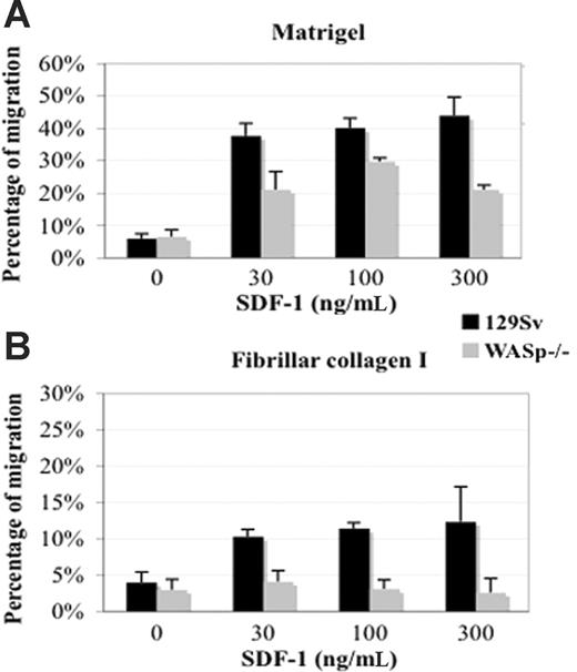 Figure 4. Decreased chemotactic migration of WASp-deficient CD41+ MKs. Lin- bone marrow cells harvested from wild-type 129Sv and WASp-deficient mice were grown for 72 hours in the presence of TPO. Migration experiments were carried out for 4 hours in bare, matrigel-coated (A) or CI-coated (B) transwells as described in “Materials and methods.” SDF-1 was added to the lower compartment at the indicated concentrations. The percentage of migrated CD41+ cells was determined by flow cytometry and showed reduced migratory potential of CD41+ WASp-deficient MKs compared with CD41+ wild-type MKs in the presence of SDF-1. The data represent the percentage of migrated CD41+ cells compared with total CD41+ input cells. The graphs show the mean and SD of 2 independent experiments performed in triplicate.