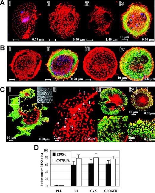 Figure 5. CI-induced podosome assembly in primary murine MKs. (A) CI-induced podosome assembly in 129Sv-derived MKs: the Lin- bone marrow cells harvested from 129Sv mice were grown for 72 hours in the presence of TPO, seeded on coverslips coated with CI for 30 minutes (i) or 2 hours (ii-iv), processed for staining with rhodamine-phalloidin (red) and antivinculin (green) to label F-actin and vinculin, respectively, and analyzed by confocal microscopy. Labeling with anti-VWF (blue pseudocolor) shows that the observed cells are, indeed, MKs. Podosomes are readily discernible 30 minutes following adhesion to CI (i), and their assembly is optimal within 2 hours (ii,iv). Optical sections from the bottom (ii: section = 0.70 μm) to the top of the cell (iii: section = 1.40 μm) illustrate ventral localization of punctate F-actin structures. Vinculin rings were noticeable mainly at the cell margin (iv). Bar, 10 μm. (B) Adhesion to the high-affinity substrates of GPVI or α2β1 integrin CVX (i-ii) or GFOGER peptide (iii-iv), respectively, induced similarly the formation of actin-rich podosome structures with vinculin rings in 129Sv-derived MKs at the ventral side of the cells mainly at the cell periphery. Bar, 10 μm. (C) CI induced podosome assembly in C57Bl/6-derived similarly to 129Sv-derived MKs: vinculin (green) delineates the core of F-actin structures mainly in the cell margin (i). Bar, 10 μm. The inset is a phase contrast of a 5-fold magnification of the area marked by a rectangle. Dark dots corresponding to actin punctate structures are located in the leading edges and the tips of lamellae. (ii) High-power view of actin-rich podosome-like structures in the same area (section = 0.35 μm). Actin dots are circled, individually numbered (for example: 1 to 10) and measured using CLSM5 Zeiss Browse Image software (diameter of circles: no. 1 = 0.44 μm; no. 2 = 0.45 μm; no. 3 = 0.54 μm; no.4 = 0.41; no. 5 = 0.45; no. 6 = 0.55; no. 7 = 0.55; no. 8 = 0.44; no. 9 = 0.55; and no. 10 = 0.41 μm). Bar, 2 μm. (iii-iv) Podosome assembly induced by adhesion to CVX (iii) or GFOGER (iv) substrates is illustrated. The magnified region confined in a white square (0.35 μm, bottom panel) illustrates the ringlike shape of vinculin lining actin dots mainly at the cell periphery. Bar, 2 μm. (D) CI-induced podosome assembly is similarly induced by GPVI and α2β1 integrin in primary murine MKs: quantification of the experiments illustrated in panels A-C. Note that only a negligible proportion of MKs show podosome structures on PLL substrate. At least 300 MKs showing podosome-like structures were counted in each experiment. Bars represent the mean ± standard deviation of 3 independent experiments. The results are not significantly different between C57Bl/6 and 129Sv mice in all tested conditions.