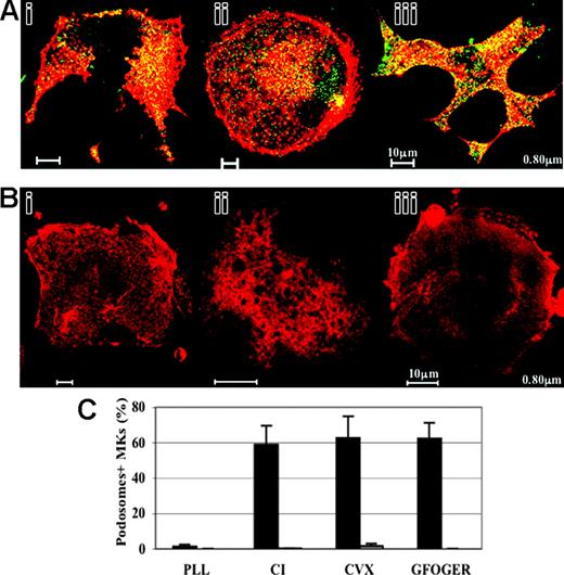Figure 6. Murine MKs do not display podosome structures in the absence of WASp. (A) WASp-deficient MKs were grown in parallel with C57Bl/6- and 129Sv- derived MKs and processed for immunofluorescence for WASp and F-actin as described in “Materials and methods.” F-actin (red) and WASp (green) are colocalized in the core of podosomes, mainly at the cell periphery of 129Sv-derived MKs adherent to CI (i), CVX (ii), or GFOGER peptide (iii). Bar, 10 μm. (B) WASp-deficient MKs adherent to either CI (i), CVX (ii), or GFOGER peptide (iii) do not show podosome structures. Cells extend lamellipodia, but show “cracked-like” F-actin shape (i-iii). Note that spreading and stress fiber assembly were also reduced in WASp-deficient MKs adherent to CVX (ii). Bar, 10 μm. (C) Podosome assembly is drastically impaired in WASp-deficient MKs in comparison with 129Sv-derived MKs. Bars represent the mean ± standard deviation of 3 independent experiments.