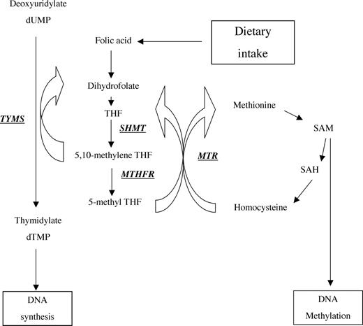 Figure 1. Overview of folate and methionine metabolic pathways. TYMS binds methylenetetrahydrofolate (5,10-methylene THF), which serves as a hydroxymethyl donor in the conversion of dUMP to dTMP in the DNA synthesis pathway. SHMT catalyzes the reversible conversion of serine and THF to glycine and methylene THF. MTHFR catalyzes the reduction of 5,10-methylene THF to 5-methyl THF. MTR catalyzes the transfer of methyl base from 5-methyl THF to homocysteine. Adapted From Matsuo et al15 with permission.