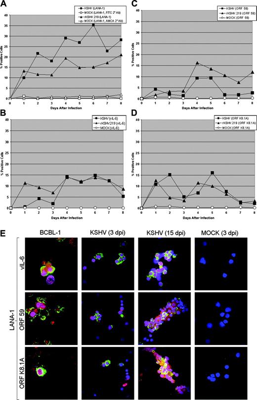 Figure 2. Latent and lytic viral gene expression in KSHV- and rKSHV.219-infected CD34+ HPCs. (A) CD34+ HPCs infected with KSHV or rKSHV.219 and cells were permeabilized and incubated with primary rat monoclonal antibody (mAb) directed against KSHV ORF 73 (LANA-1) followed by incubation with either an FITC-labeled goat anti-rat IgG secondary antibody (KSHV-infected cells) or AMCA-labeled rabbit anti-rat IgG secondary antibody (rKSHV.219-infected cells). Samples were analyzed by flow cytometry for the presence of LANA-1, and cells were gated according to patterns demonstrated by staining with secondary antibody alone. (B-D) CD34+ HPCs infected with KSHV and rKSHV.219 were incubated with primary rabbit polyclonal antibodies directed against (B) ORF K2 (vIL-6), primary mouse mAbs directed against (C) ORF 59 (PF-8) and (D) ORF K8.1A of KSHV, followed by incubation with Cy5-conjugated goat anti-rabbit or goat anti-mouse IgG secondary antibody. Samples were analyzed by flow cytometry for the presence of vIL-6, ORF 59, and ORF K8.1A, and gated as described in panel A. (E) CD34+ HPCs infected with KSHV were fixed onto siliconized glass slides, permeabilized, and incubated with primary rat mAb directed against KSHV LANA-1, primary rabbit polyclonal antibodies directed against KSHV vIL-6, and primary mouse mAbs directed against KSHV ORF59 and ORF K8.1A. Cells were washed with PBS, followed by incubation with TRITC-conjugated goat anti-rat immunoglobulin (IgG), FITC-conjugated goat anti-rabbit IgG, or FITC-conjugated goat anti-mouse IgG. Cells were washed and counterstained with TO-PRO-3 iodide nuclear stain. KSHV LANA-1 staining is represented by red. KSHV vIL-6, ORF 59, and ORF K8.1A staining are represented by green. TO-PRO-3 nuclear staining is represented by blue. KSHV-infected CD34+ HPCs were analyzed at 3 and 15 days after infection (dpi) and are from the cultures presented in panels A-D. TPA-treated BCBL-1 cells and mock-infected CD34+ HPCs were similarly analyzed. Cells were visualized through a 100 ×1.40 NA oil-immersion Plan-Apochromat objective lens (Nikon, Tokyo, Japan); total magnification was × 1000.