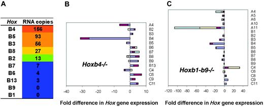 Figure 1. Evaluation of Hox gene expression in wild-type and mutant c-Kit+ FL cells. Expression of Hox genes in c-Kit+ FL cells derived from 6 to 8 E14.5 FLs from littermates (wt) or from mutant embryos of different litters was evaluated by QRT-PCR. Analysis was carried out in triplicate on cDNA from total RNA, and data processing was done as described by Thompson et al.24 (A) Expression of Hoxb genes in wild-type FL cells in copy numbers, ordered according to the highest levels of RNA copies per 0.05 μg cDNA. Values below 10 copies were considered as not expressed. Fold difference in expression of the complete set of Hox genes in c-Kit+ cells of Hoxb4-/- (B) and Hoxb1-b9 -/- (C) FLs. Two sets of independent data were generated for wild-type FL cells. Hox gene expression in KO FL cells was compared to both data sets. For genes that showed more that a 3-fold change in expression, a second independent experiment was performed. The bar graph includes the fold difference of both values for mutant cells (when available) compared to both independent data sets of wild-type cells. Amplitudes of changes in expression determined by comparison of various data sets are indicated by different colors. Note that no expression was detected for Hoxb4 and Hoxb1 to Hoxb9 in the Hoxb4 and Hoxb1-b9 mutants. Of all 39 clustered Hox genes, no appreciable values were obtained for Hoxc12,-c13,-d1,-d8,-d10,-d11,-d12, and -d13 in the Hoxb4 mutant and for Hoxc12 and -d1 in Hoxb1-Hoxb9-/- cells.