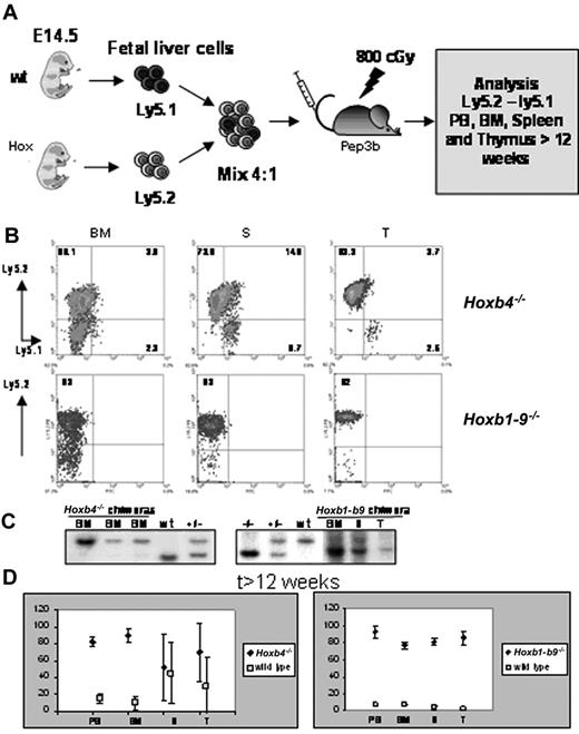 Figure 3. Competitive reconstitution assays. (A) Experimental outline of the competition assay between control and mutant FL cells to reconstitute hematopoietic organs of an adult myeloablated recipient on intravenous transplantation. Mutant and wildtype FL cells differ in their Ly5 locus and can be distinguished by FACS analysis using antibodies directed against Ly5.1 (wild-type cells and residual cells from Pep3b recipient) and Ly5.2 (mutant cells). (B) FACS profiles from hematopoietic chimeras for Hoxb4 and Hoxb1-b9 mutants assaying the contribution of mutant (Ly5.2) and wild-type (Ly5.1) cells. (C) Southern blots of BM, spleen (S), or thymus (T) derived from recipients of a mixed Hoxb4-/- or Hoxb1-9 and wild-type FL transplants. (D) Percentages of mutant and wild-type hematopoietic cells in BM, S, T, and peripheral blood (PB) of mice given transplants with mixed mutant and wild-type FL or BM cells. Each value represents the mean percentage of mutant or wild-type populations measured in 16 different mice. As described in “Materials and methods,” each mutant FL tested for competitive repopulation with wild-type cells was transplanted into 4 recipients and therefore these 16 mice represent 4 mutant FLs. Because not all hematopoietic cells in BM present the leukocyte marker CD45 (Ly5), the sum of Ly5.1 and Ly5.2 cells was assumed to be 100% and the percentages for these populations was recalculated. A color version of this figure is available online as Supplemental Figure S2.