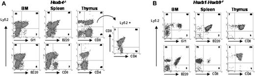 Figure 4. Lineage reconstitution of mutant cells in competition with wild-type cells. FACS profiles of BM, spleen, and thymus from hematopoietic chimeric mice, indicating whether mutant cells (Ly5.2) differentiate into myeloid (Gr1), B-cell (B220+), or T-cell populations (CD4 and CD8) by simultaneous staining with anti-Ly5.2 antibody. Ly5.2+ Hoxb4-/- cells of the thymus were gated and analyzed on distribution of CD4 and CD8 single- and double-positive populations (not available for Hoxb1-b9 mutant). (A) Hoxb4-/- chimeras and (B) Hoxb1-b9 chimeras. A color version of this figure is available online as Supplemental Figure S3.