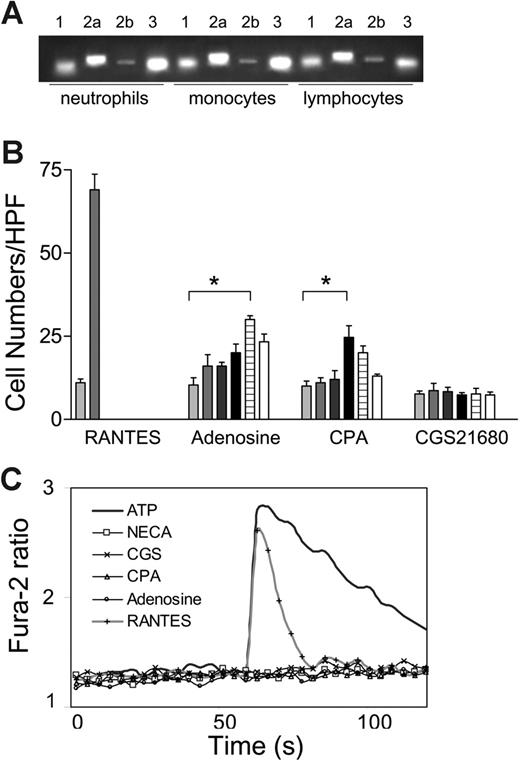 Figure 1. Chemotactic effects of adenosine. (A) Semiquantitative RT-PCR revealed the expression of A1, A2a, A2b, and A3 receptors on human neutrophils, monocytes, and lymphocytes. (B) Adenosine (from left, 0, 0.1, 1, 10, 100, 1000 μM) and CPA (from left, 0, 0.01, 0.1, 1, 10, 100 μM), but not CGS21680 (from left, 0, 0.1, 1, 10, 100, 1000 μM) induced chemotaxis by human monocytes. (*P < .05). (C) Adenosine and its analogs did not induce a transient Ca2+ influx. ATP and RANTES/CCL5 induced robust Ca2+ influx.