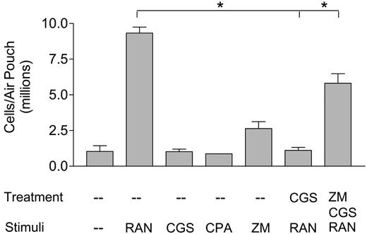 Figure 4. In vivo assay of RANTES-induced leukocyte recruitment into murine air pouches. The air pouches were initially treated with PBS, 20 μM CGS21680, or 30 μM ZM241385 together with 20 μM CGS21680 for 30 minutes, then stimulated with either 1 μg/mL RANTES, 20 μM CGS21680, 3 μM CPA, or the combination of CGS21680 and 30 μM ZM241385, for 4 hours. The cells were then harvested in PBS supplemented with EDTA and heparin, stained, and counted. (This graph represents data from one of 3 in vivo experiments, each bar represents 4 mice; *P < .01.)