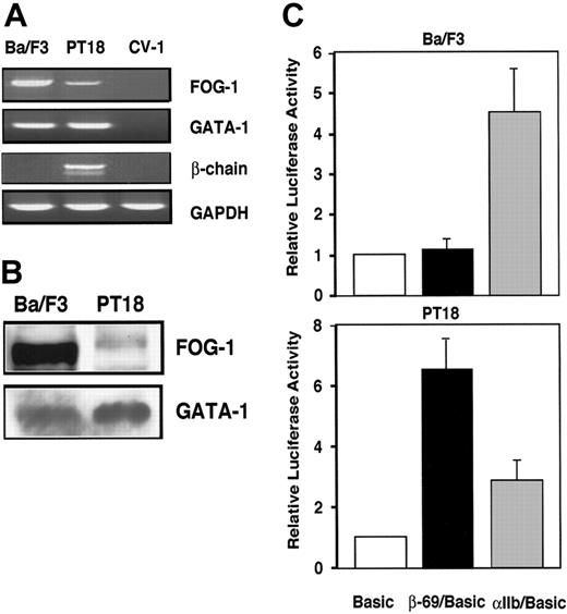 Figure 1. The β-chain, GATA-1, and FOG-1 mRNA levels in Ba/F3 and PT18. (A) RT-PCR was performed to measure FcϵRI β-chain, FOG-1, GATA-1, and GAPDH mRNA levels, as visualized by ethidium bromide staining of agarose gels. (B) Western blotting analyses of FOG-1 and GATA-1. Whole-cell lysates (1 × 106 cells per lane) were applied into each well and were analyzed with anti-FOG-1 or anti-GATA-1 Ab as the primary Abs followed by peroxidase-conjugated anti-goat IgG donkey Ab or peroxidase-conjugated anti-rat IgG rabbit Ab as the secondary Abs, respectively. (C) Transcription activities of the β-chain and αIIb promoters. Five micrograms of each reporter plasmid was introduced into Ba/F3 or PT18. The relative luciferase activity driven by β-69/pGL3-Basic (β-69; ▪) or αIIb/pGL3-Basic (αIIb; ▦)is represented as the ratio to the activity driven by pGL3-Basic (Basic; □). Each experiment was conducted in duplicate for each sample, and the results are expressed as mean ± SD for more than 3 independent experiments in Figures 1, 2, 3, and 5.