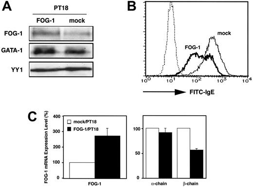 Figure 4. Overexpression of FOG-1 induced the downregulation of β-chain transcription and surface expression of FcϵRI in PT18 cells. (A) Western blot analysis of transfected cells. PT18 cells were transfected with pCR-FOG-1 or pCR3.1 by electroporation and cultured in the presence of G418 for longer than 2 weeks. Lysates (1 × 106 cells per lane) were analyzed using anti-FOG-1, anti-GATA-1, or anti-YY1 Abs. (B) Surface expression of FcϵRI on transfectants. PT18 cells transfected with pCR-FOG-1 (FOG-1, bold line) or empty vector (mock, solid line) were stained with FITC-conjugated mouse IgE antibody. FOG-1 transfectants without antibody are shown by the dotted line. (C) Quantitative real-time RT-PCR analysis of transfected cells. The mRNA levels of FOG-1, α-chain, and β-chain in FOG-overproducing cells were represented as the ratio to that of mock transfectants. □ indicates PT18 cells transfected with pCR3.1; and ▪, PT18 cells transfected with pCR-FOG-1. Data are represented as the average ± SD of triplicate samples.
