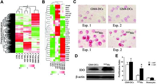 Figure 7. Microarray analysis of gene expression inHGFMo. Monocytes were isolated from the peripheral blood of 3 different healthy donors as detailed in “Materials and methods” and were used in 3 independent experiments, each performed in triplicate. (A) Eisen tree map of the 672 genes that showed significant differences in their expression levels was performed using a supervised approach (ANOVA), as detailed in “Materials and methods.” A combination of 2 hierarchic clustering analyses, the “gene tree” on the left and the “condition tree” on top, is shown. Gene coloring was based on normalized signals, as indicated at the bottom of the panel. (B) Eisen tree map computed using the Pearson correlation equation on the 29 modulated probe sets passing the Tukey post-hoc test. Gene coloring was based on normalized signals, as indicated at the bottom of the panel. Detection of IDO protein expression in GM4-DCs and HGFMo by immunocytochemistry (C) and Western blot (D). One representative experiment out of 3 with similar results is shown. Cells were visualized using an AX70 digital microscope (Olympus) equipped with a 40 ×/0.65 NA objective lens. Image acquisition was performed as described for Figure 2A. (E) Effect of IDO inhibition on the proliferation of CD4+ T cells in primary MLR cultures. 1-methyl-D-tryptophan (1-MT; Sigma Chemical) was added at the beginning of the MLR at 200 μM (final concentration).64 CFSE-labeled CD4+ T cells were cultured in the presence of either GM4-DCs, HGFMo, or cytokine-untreated monocytes that were cryopreserved at the start of the experiment (stimulator-to-responder cell ratio equal to 1:3). T-cell proliferation was expressed in terms of PI, as previously detailed. One representative experiment of 3 with similar results is shown. Error bars indicate mean and SD. *P < .01 compared with MLR cultures performed in the absence of 1-MT.
