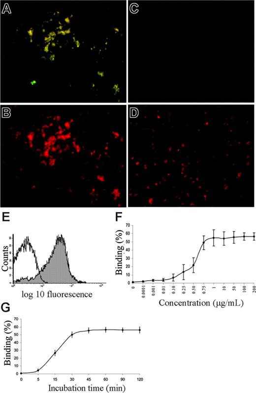 Figure 1. LPS binding to normal platelets in vitro, saturability, and kinetics. (A) PRP from a healthy donor incubated with O157LPS at 1 μg/mL and stained with anti-O157LPS. Platelet aggregates are visible by immunofluorescence. (B) Same as for panel A, labeled with CD41-PE to identify platelets. (C) Untreated platelets (PRP) from a healthy donor labeled with anti-O157LPS antibody. (D) Same as for panel C labeled, with CD41-PE. No aggregates are visible. (E) Results of a representative experiment of PRP from a healthy donor incubated with LPS (1 μg/mL) showing O157LPS binding to 75% of the platelet population (filled) compared with the control antibody (open). (F) Saturability was obtained at an O157LPS concentration of approximately 1 μg/mL. Vertical lines denote the standard deviation. (G) Kinetics of O157LPS binding to platelets showing that maximal binding was achieved after 30 minutes' incubation and did not decrease within 2 hours.