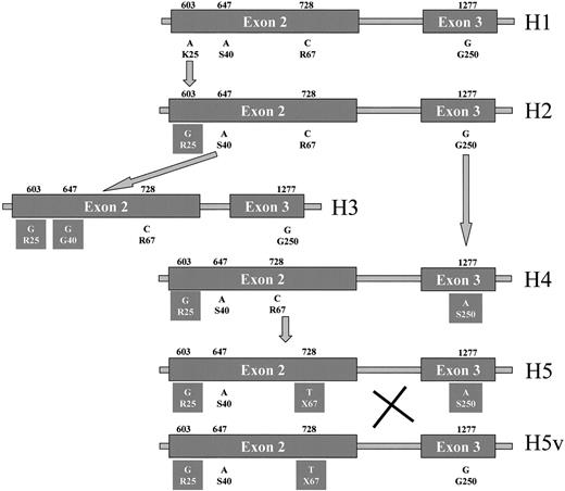 Figure 2. ZPI haplotypes identified in this study and a suggested model that explains the origin of these haplotypes.