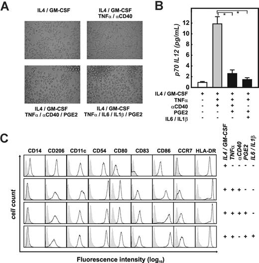 Figure 1. Addition of PGE2 to maturing DCs changes their morphology and IL12 production. (A) Morphology of immature DCs (imDCs; IL4/GM-CSF) harvested at day 7, and mature monocyte-derived DC (maDCs) harvested at day 10. Different cytokine combinations were used during the last 72 hours of DC culture: DCs were matured with TNFα and αCD40 (n = 12) or with TNFα and αCD40 in the presence of PGE2 (n = 12). Alternatively, DC maturation was induced by TNFα, IL1β, and IL6 in the presence of PGE2 (n = 3). Photographs were taken by an Olympus digital camera (Tokyo, Japan) connected to a Zeiss Telaval 31 microscope. Representative experiments for each of the culture conditions are shown. (B) IL12 secretion measured in supernatants from different DC populations. Supernatants from imDCs (IL4 + GM-CSF) and maDCs (matured as described in panel A) were harvested 72 hours after the onset of maturation and assessed for p70 IL12 by ELISA, in at least 3 experiments per condition. Black bars represent IL12 production in PGE2-treated DCs; mean ± standard deviation is shown. *P < .05. (C) Analysis of cell-surface expression of CD14, CD206, CD11c, CD54, CD80, CD83, CD86, CCR7, and HLA-DR by different DC populations using flow cytometry. At least 12 experiments were performed for each of the conditions, except for the combination of TNFα, IL1β, IL6, and PGE2 (n = 3); a representative experiment for each condition is shown. Isotype controls are shown as gray area underneath the dotted line; specific antibodies are reflected by the black lines.